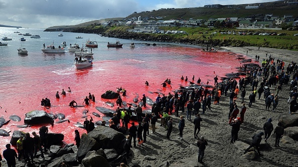 Vânătoarea brutală în care au fost măcelărite 200 de balene. FOTO - Imaginea 1
