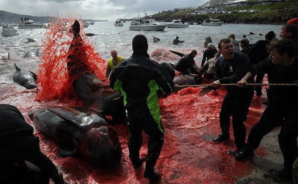 Vânătoarea brutală în care au fost măcelărite 200 de balene. FOTO - Imaginea 2