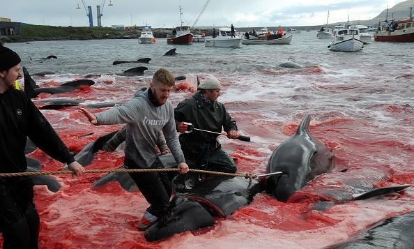 Vânătoarea brutală în care au fost măcelărite 200 de balene. FOTO - Imaginea 4