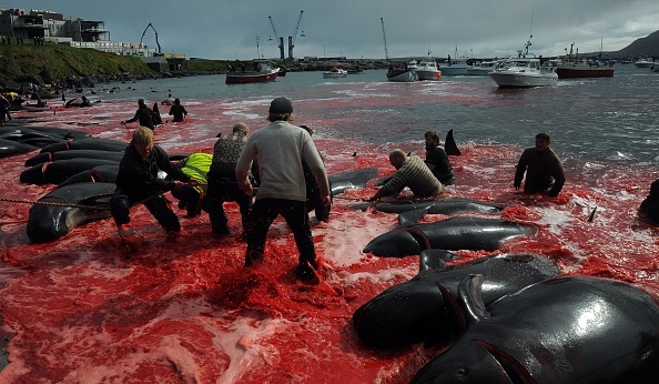 Vânătoarea brutală în care au fost măcelărite 200 de balene. FOTO - Imaginea 5