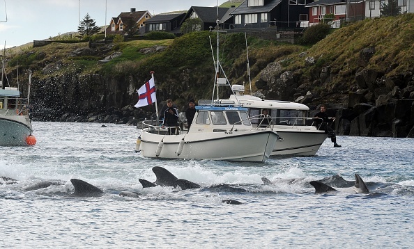 Vânătoarea brutală în care au fost măcelărite 200 de balene. FOTO - Imaginea 8