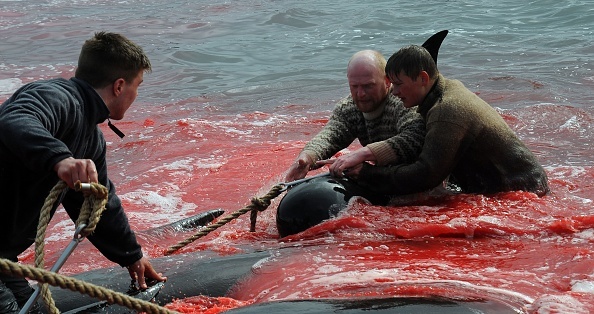 Vânătoarea brutală în care au fost măcelărite 200 de balene. FOTO - Imaginea 6