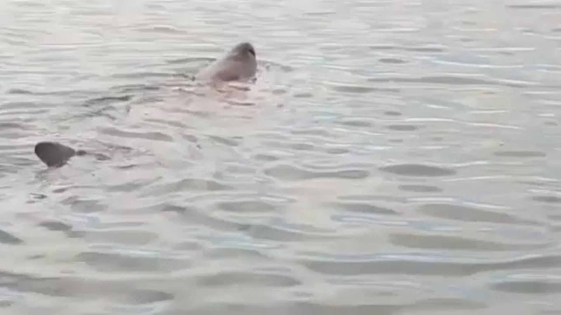 VIDEO. Un rechin cu o lungime de peste opt metri a fost văzut lângă o plajă din Spania