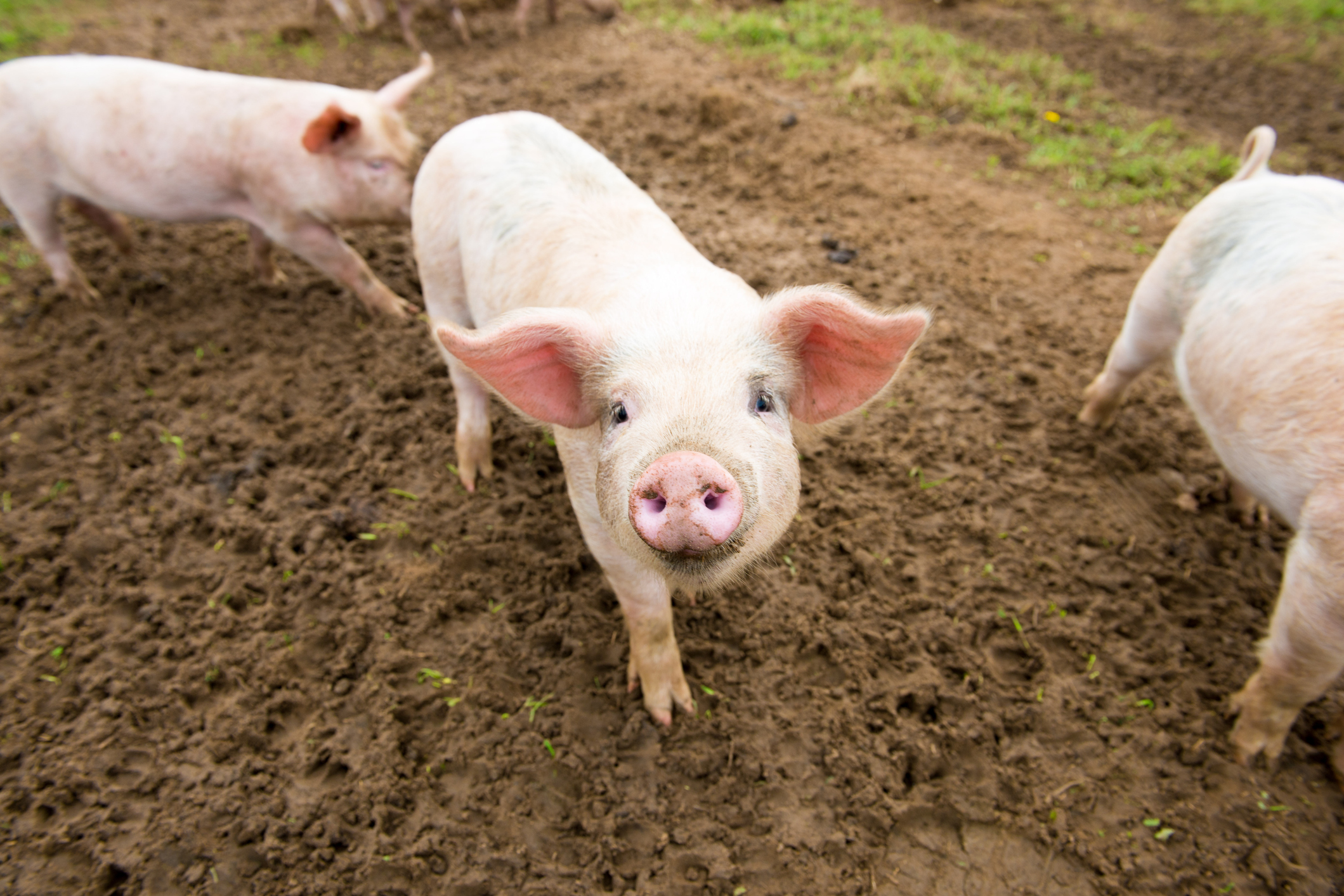 Expert: Prețul cărnii de porc va crește cu 25% în Europa, iar noi nu avem porc în România