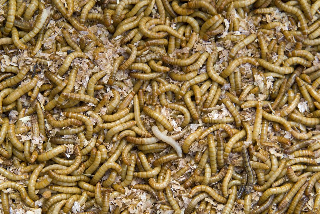 Comisia Europeană a autorizat, în premieră, o insectă ca aliment: ”Se poate consuma ca gustare”