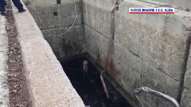 O căprioară căzută într-un bazin adânc de 4 metri, salvată de pomperii din Blaj. FOTO
