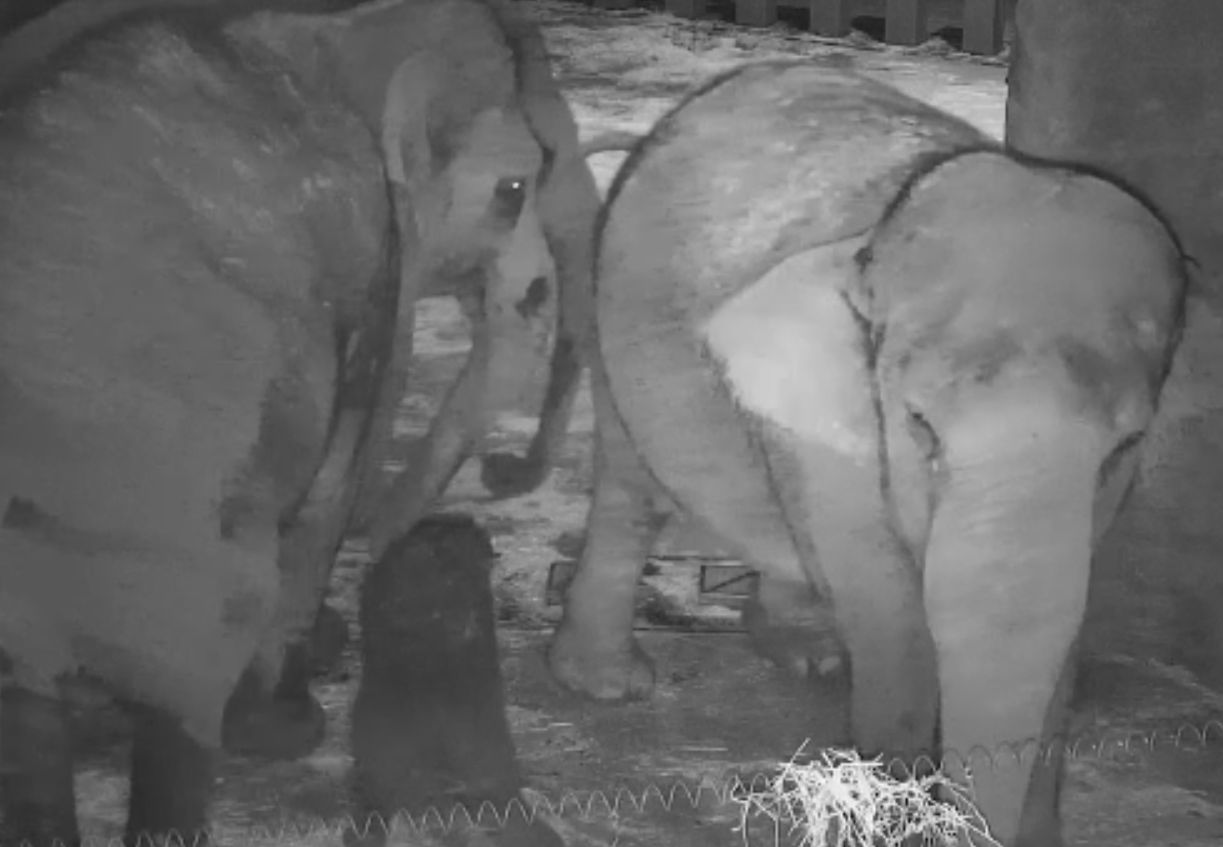 Imagini cu nașterea unui pui de elefant, pe camerele de supraveghere. A stat în burta mamei 23 de luni