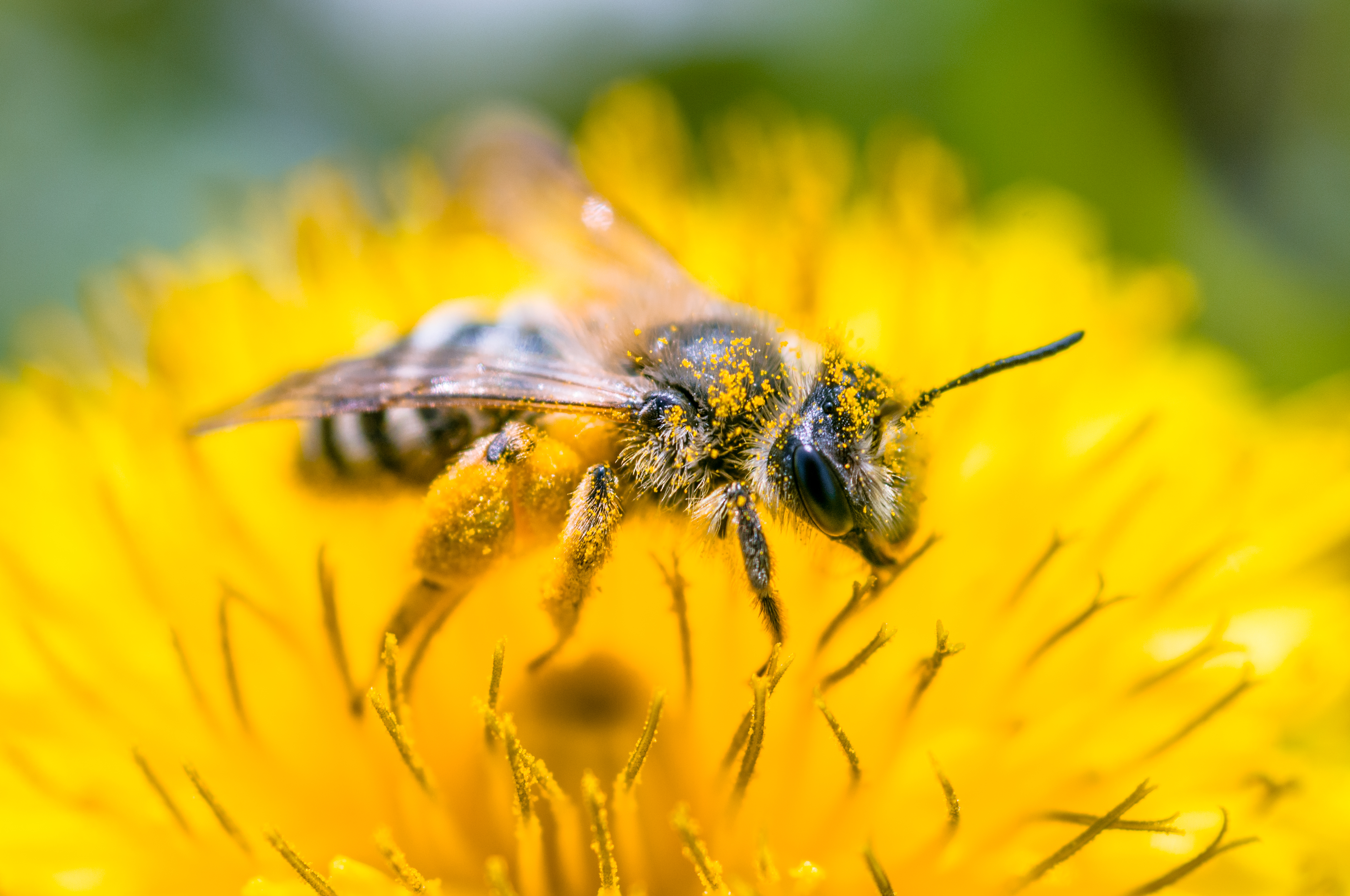 Apicultorii, revoltați din cauza folosirii unor pesticide care afectează albinele. Cum se apără fermierii