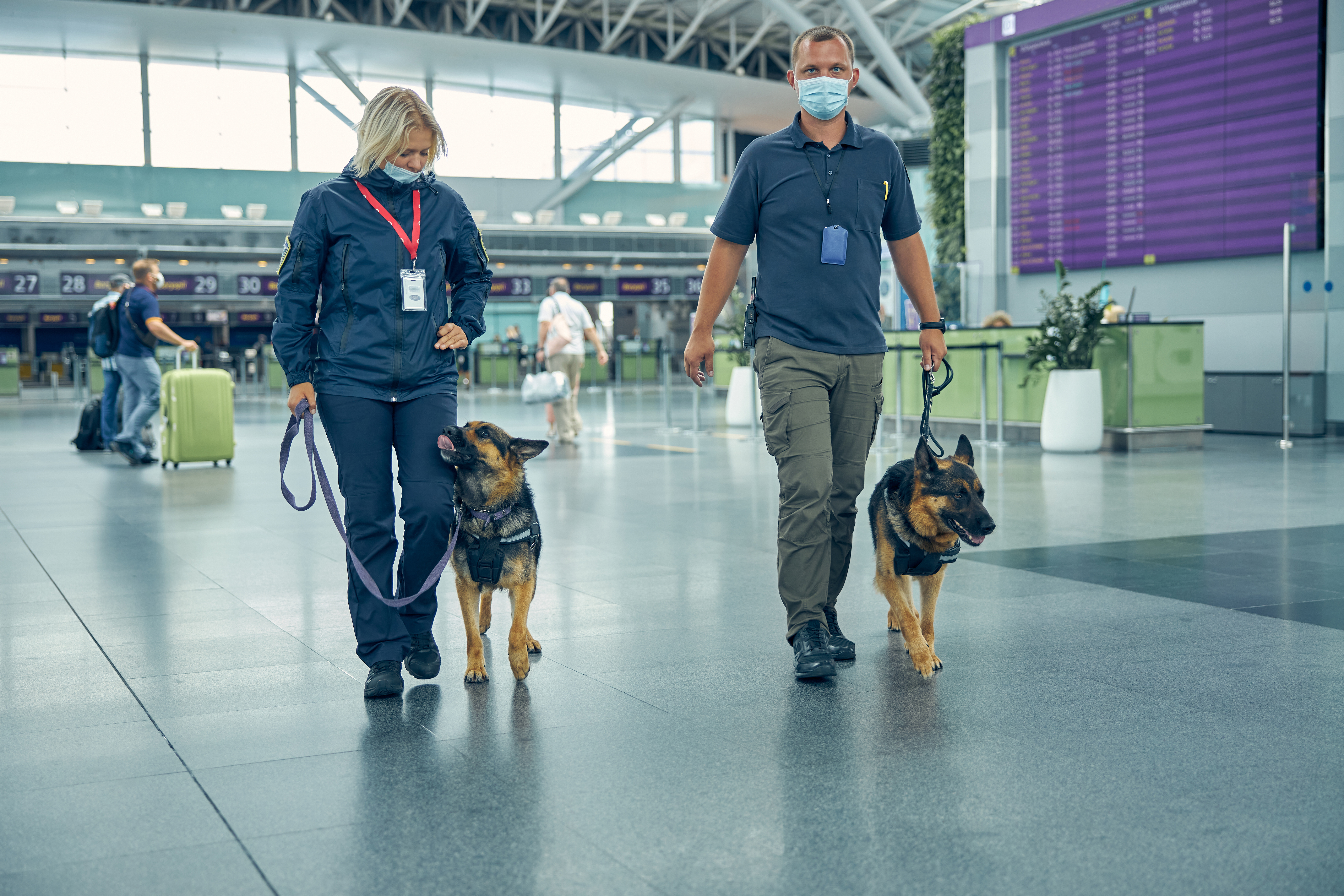 Emiratele Arabe Unite folosesc câini în aeroporturi ca metodă rapidă de detectare a Covid-19
