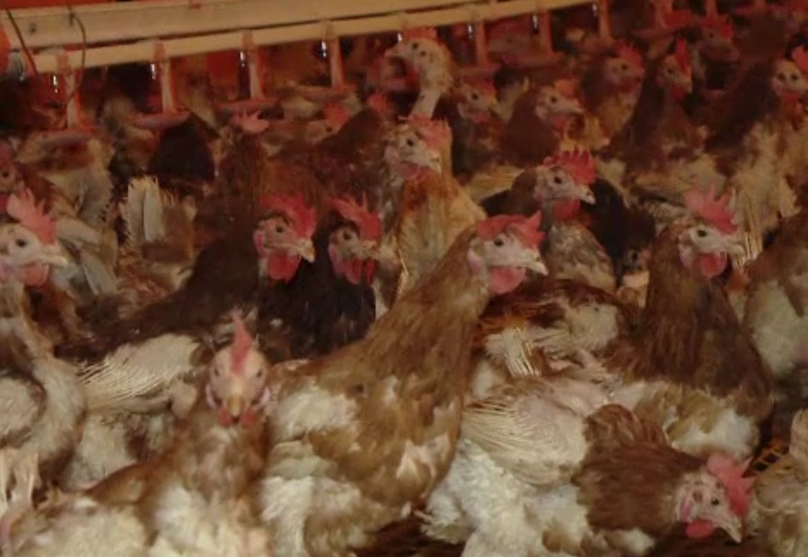 Gripa aviară a dus la interzicerea vânzării păsărilor vii pentru o lună. Care sunt excepțiile