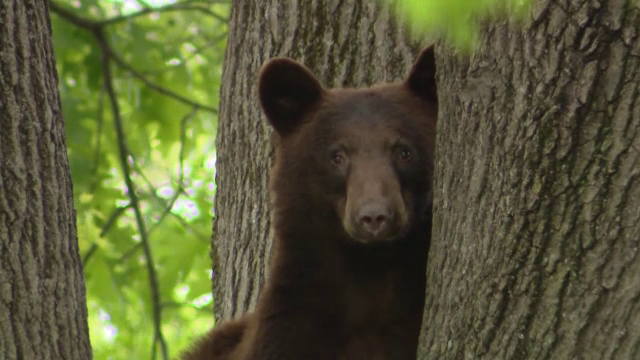 Ședință foto inedită în SUA. Un urs ieșit la plimbare prin oraș a pozat liniștit într-un copac
