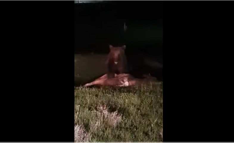 Un sucevean a filmat un urs în timp ce-i mânca vițelul. Animalul ar fi ucis până acum 5 vite. VIDEO