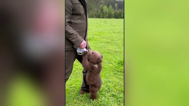 Un pui de urs salvat în Suceava, filmat în timp ce bea lapte din biberon