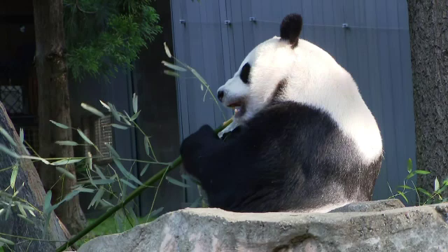 S-a redeschis Grădina Zoo din Washington. Familia de panda așteaptă vizitatori