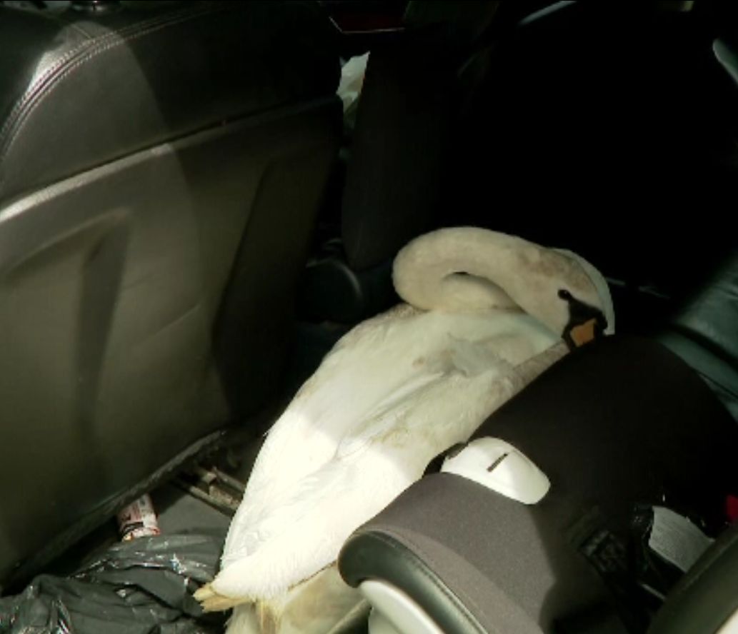 Un bucureştean a salvat o lebădă rănită de pe autostradă. De ce nu au vrut mulţi veterinari să o trateze