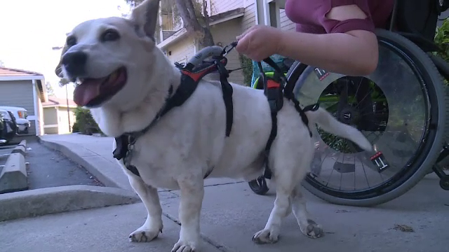 Povestea emoționantă a unui câine. Ce a pățit după ce și-a ajutat stăpâna paralizată toată viața