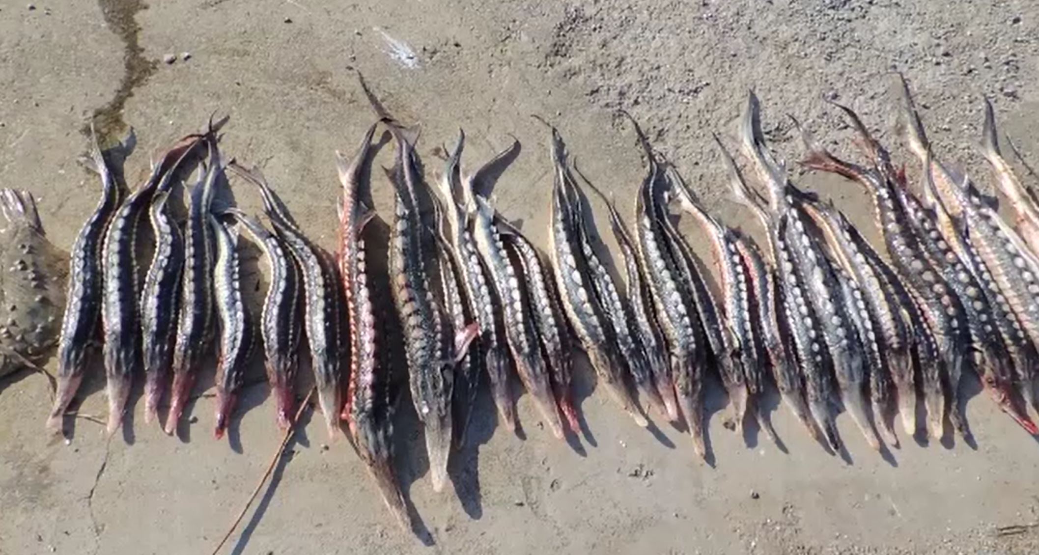 Pescuitul ilegal, un fenomen tot mai răspândit în România. Parlamentarii cer creșterea pedepselor pentru braconieri