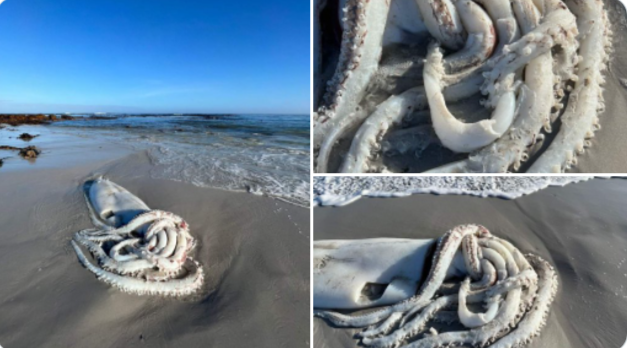 FOTO. O creatură marină gigant a fost descoperită pe o plajă din Africa de Sud