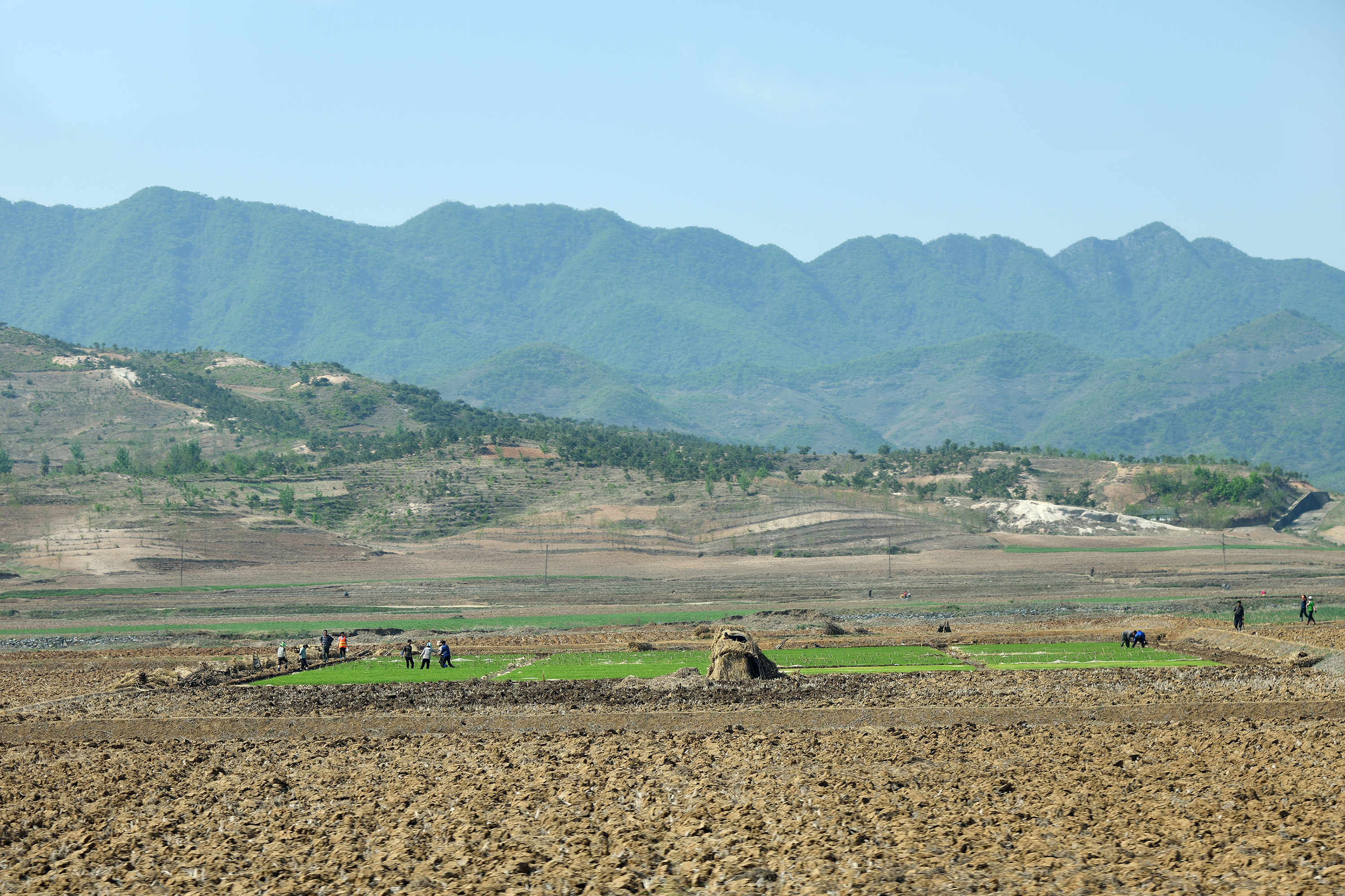 Coreea de Nord a trimis funcţionarii să muncească pe câmp pentru a lupta împotriva secetei