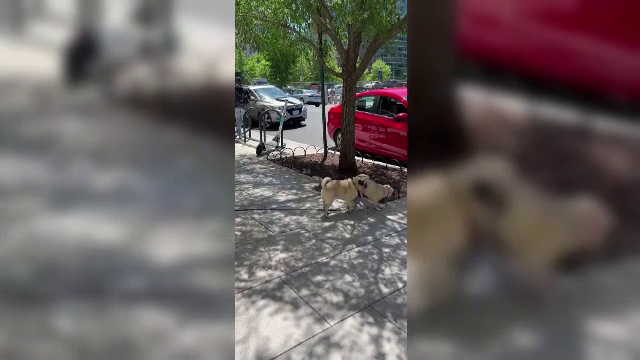 Un cățelus din rasa Mops a fost filmat în timp ce se juca cu o placă de skateboard