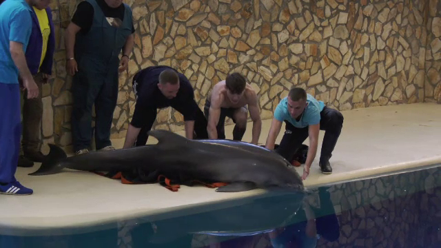 Patru delfini și trei lei de mare din Ucraina au ajuns la Constanța, după un drum de aproape 10 ore