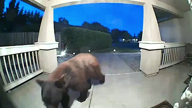 Locuitorii unui oraș din California, treziți de un urs. Motivul pentru care tot mai mulți urși vin în zone locuite