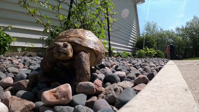 Cât de departe a reușit să ajungă o țestoasă, după ce a scăpat din casa unei familii din SUA