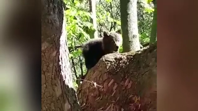 Un pui de urs s-a urcat într-un copac de frica unor câini. A fost salvat de jandarmi
