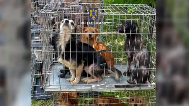 Zeci de câini au fost salvați de Poliția Animalelor, din curtea unei femei din Arad. Ce amendă a primit aceasta