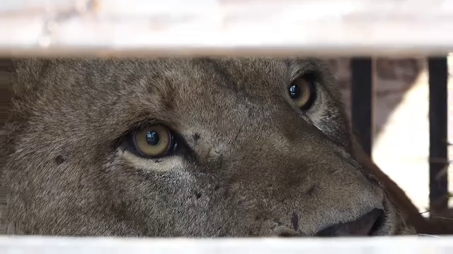 O familie de lei din Ucraina a ajuns la Grădina Zoologică din Târgu Mureș