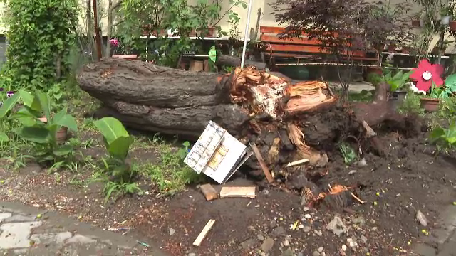 Un copac s-a prăbușit peste trei fetițe, în Timișoara. Părinții dau vina pe primărie
