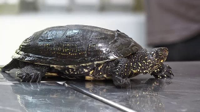 Cum a fost salvată o țestoasă călcată de mașină, în Oradea