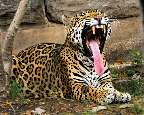 El e Mick Jaguar, leopardul cu limba de 38 de centimetri!