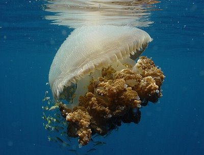 Invazie de meduze gigant in apele nipone! Pot ajunge si la 220 de kilograme