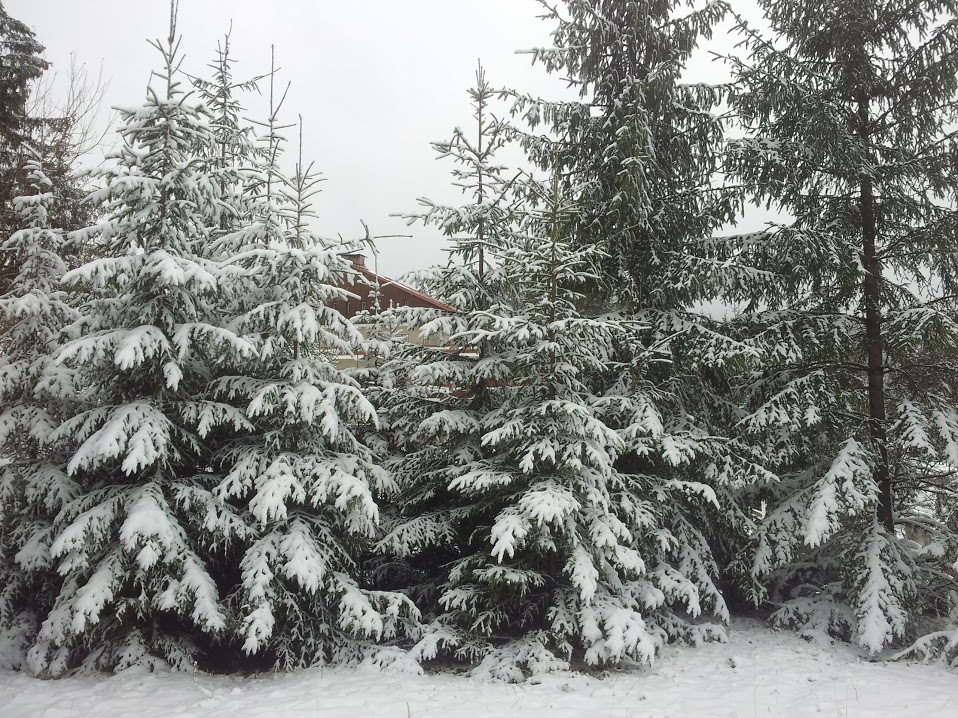 Iarna a ajuns la Cluj. La Baisoara, stratul de zapada atinge 10 centimetri