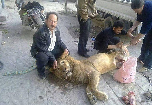 Loviti de foamete. Rebelii sirieni ar fi ucis si mancat un leu de la zoo
