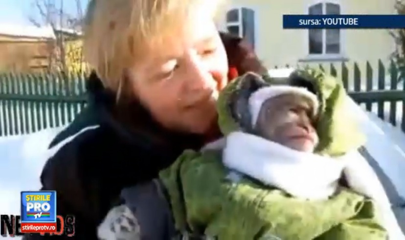 Imaginile care s-au viralizat instant. Reactia unei maimute cand vede zapada pentru prima data. VIDEO