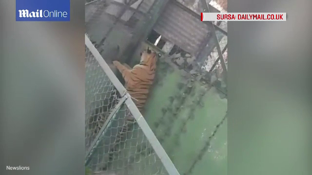Un tigru a scapat din cusca la un zoo din India. Gestul facut de un turist a infuriat animalul