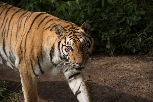 Îngrijitoarea unei grădini zoologice, atacată de un tigru siberian. FOTO