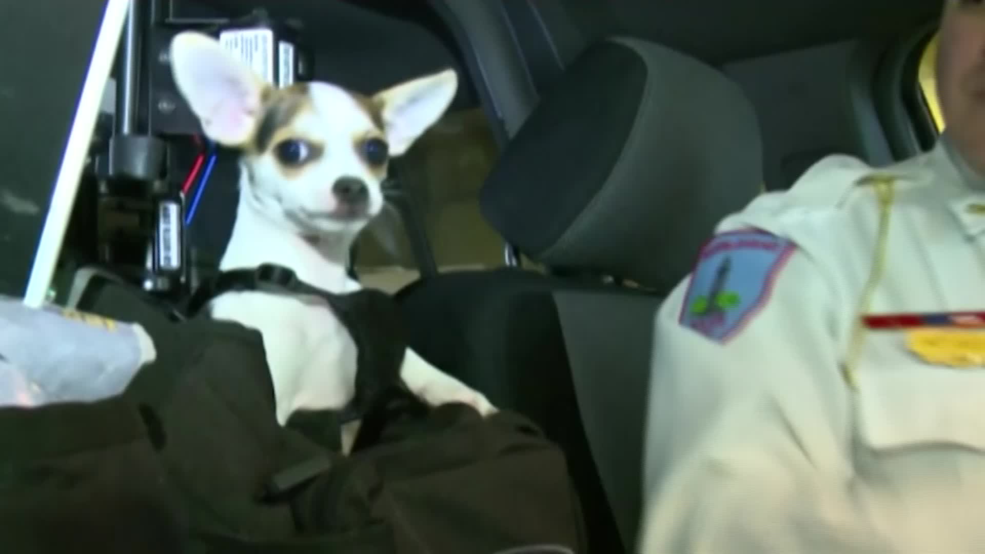 Un cățel Chihuahua de 2kg, noul membru al poliției din SUA. Ce misiune a primit