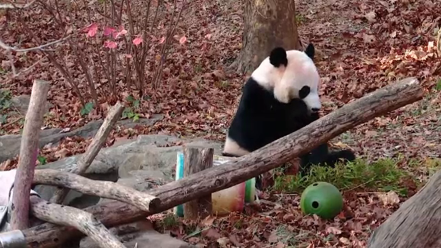 Motivul pentru care angajații unei grădini zoologice au trimis un urs panda înapoi în China