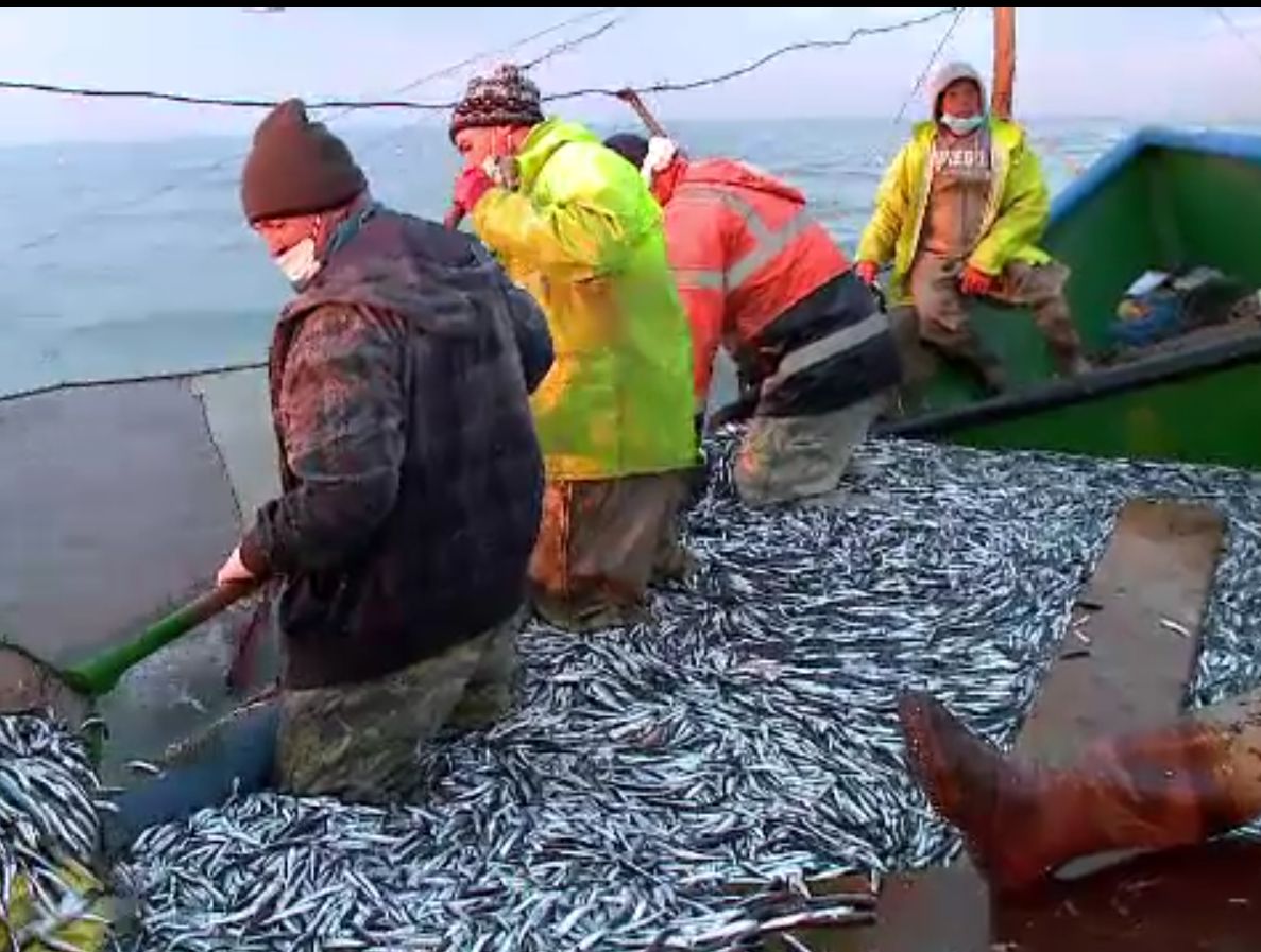 A început sezonul de pescuit stavrid şi lufar. La ce prețuri se vând în piețe