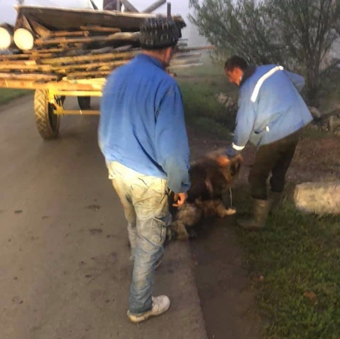 Câine spânzurat de o remorcă, salvat de un campion al României, lângă Timișoara
