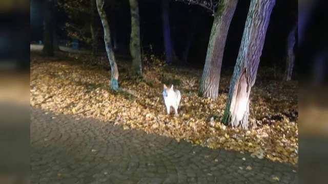 Mesaj RoAlert privind prezența unui lup în Târgu Mureș. Animalul ar fi, de fapt, un câine