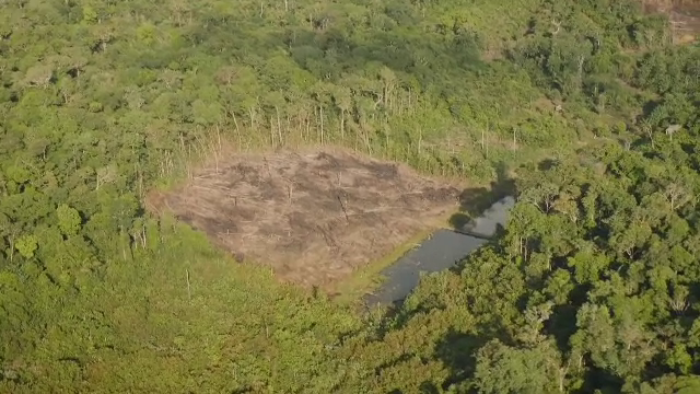 Pădurea Amazoniană ar putea dispărea în câteva generații. Avertismentul experților