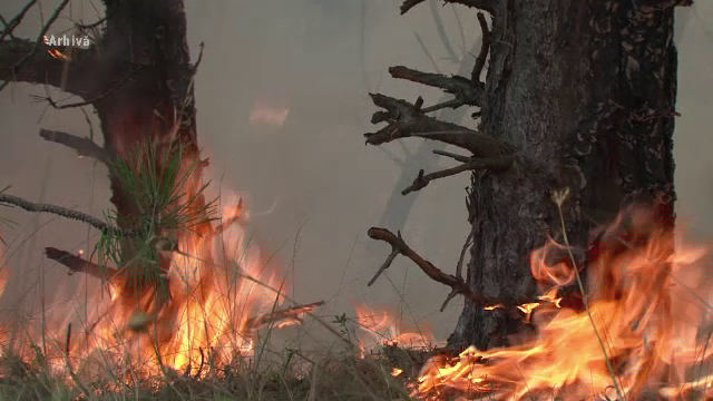Pădurea de lângă Oituz continuă să ardă. Zona este plină de muniție neexplodată