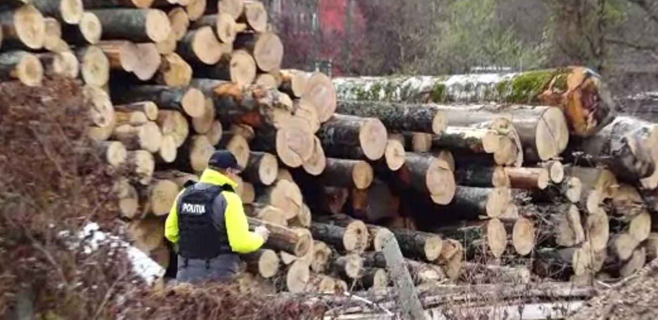 Descinderi într-o localitate din județul Bistrița Năsăud, la mai multe firme bănuite de tăieri ilegale de arbori