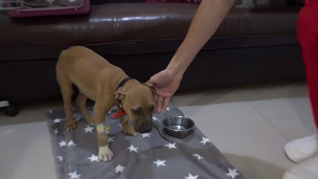 Câine de rasă, salvat de doi medici veterinari din Botoșani, după ce stăpânul l-a crezut mort