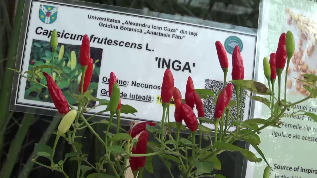 Expoziție de flori de toamnă, unică în Europa, s-a deschis în Grădina Botanică din Iași