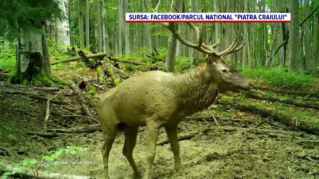 Un cerb, filmat în timp ce făcea o baie de nămol, într-o pădure din Parcul Național Piatra Craiului